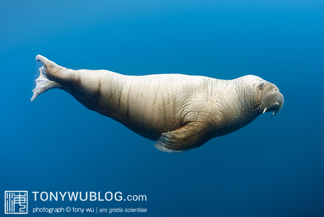 Walrus underwater, Svalbard