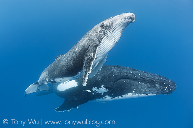 humpback whale calf and mother