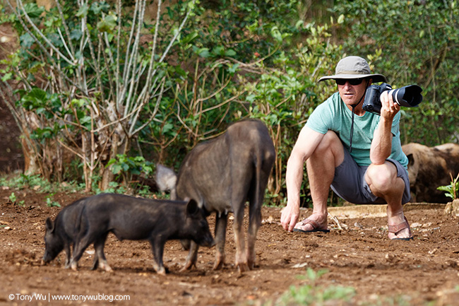 eric with pigs, kapa island tonga