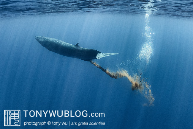 bryde's whale defecating