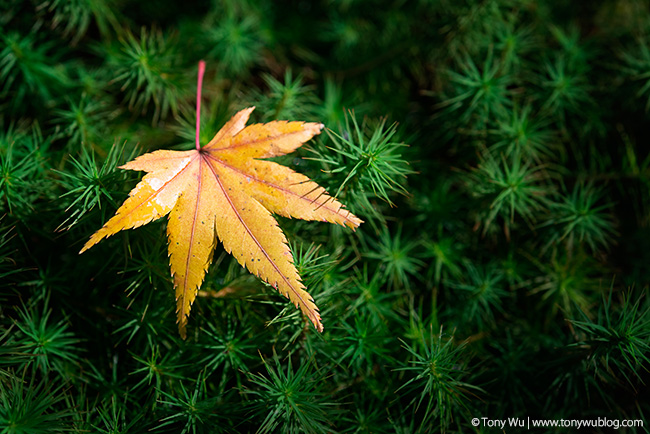 Momiji leaf on moss, Japan