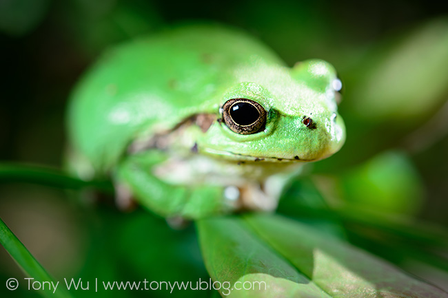 Hyla japonica tree frog