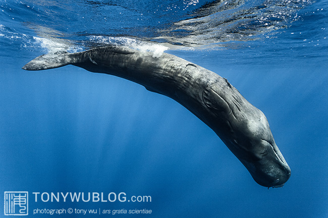 sperm whale calf playing