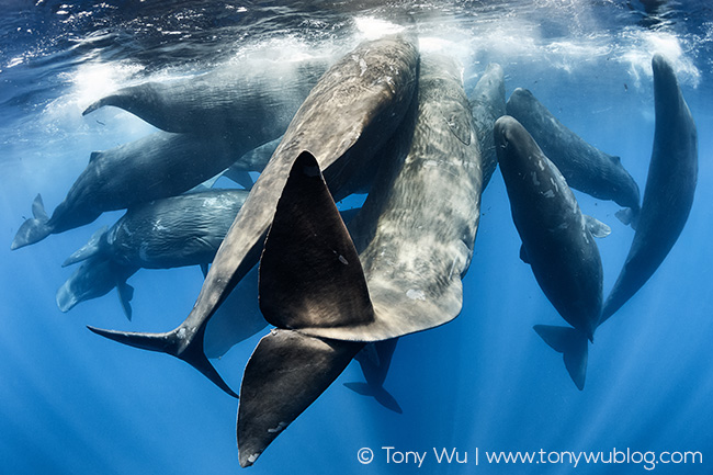 sperm whale social group