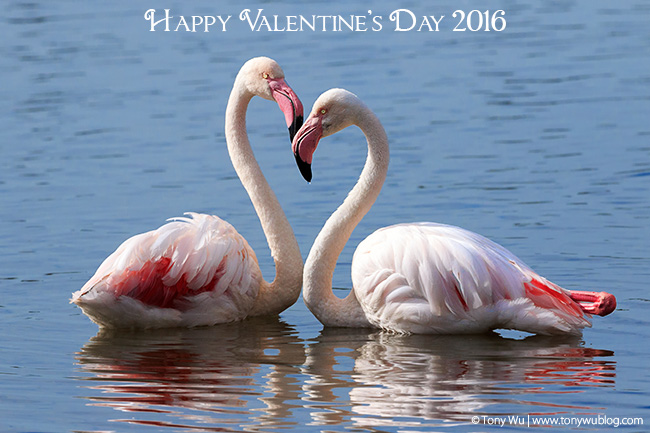 greater flamingo pair, Phoenicopterus roseus