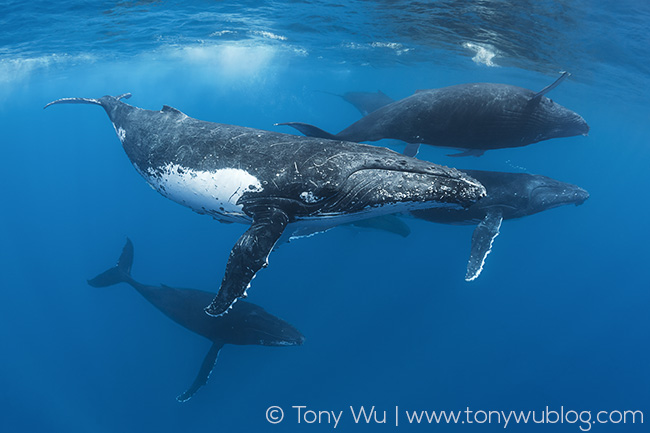 humpback whale competitive group