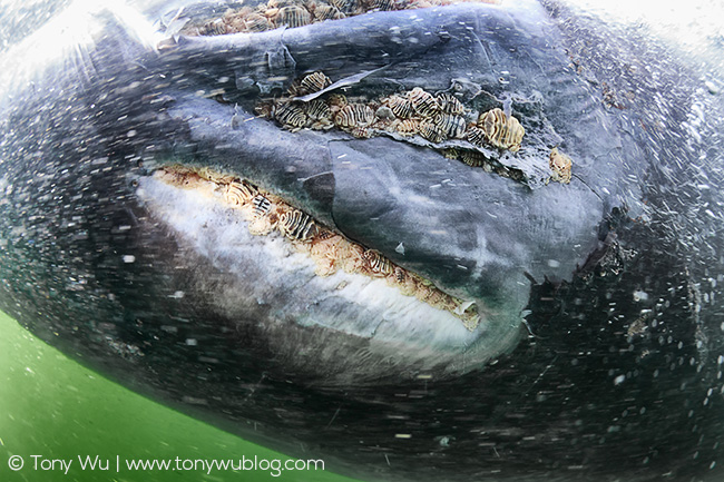 Cyamus scammoni on gray whale calf