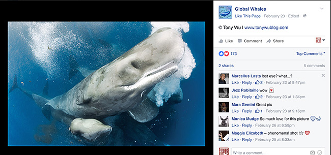 Facebook Global Whale, clearly attributing Tony Wu
