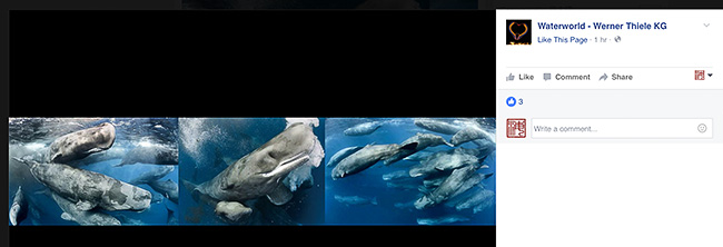 Waterworld Werner Thiele Facebook ad with unauthorized use of my whale photos