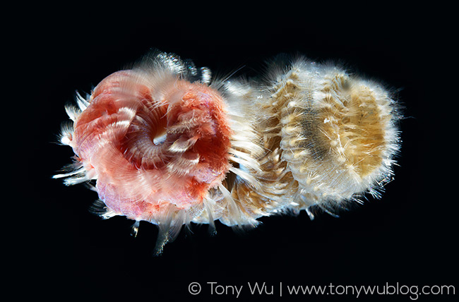 Amphinomid polychaete worms spawning