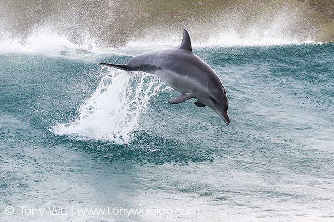 Tursiops aduncus surfing, South Africa