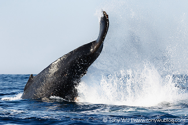 humpback whale, south africa