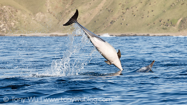 Common dolphin hunting fish
