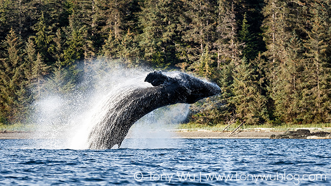 humpback whale breaching, alaska