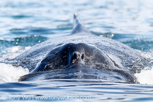 humpback whale head-on view
