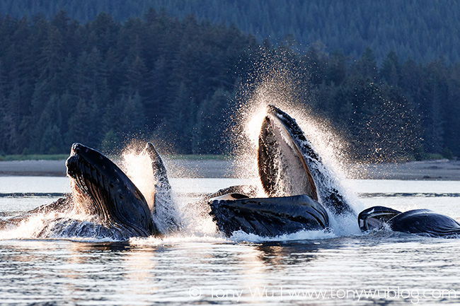 humpback whales bubble net feeding