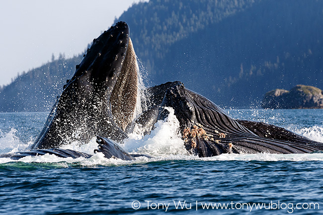 humpback whales bubble net feeding