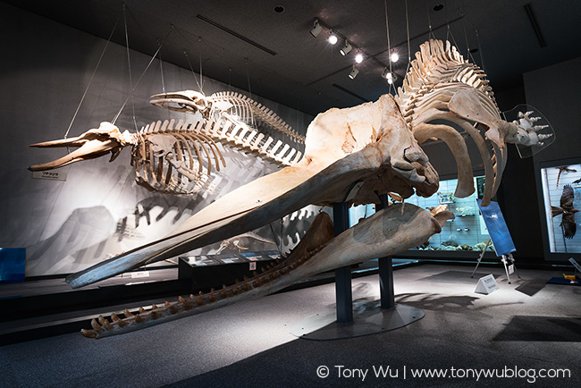 Sperm whale display, Natural History Museum Chiba