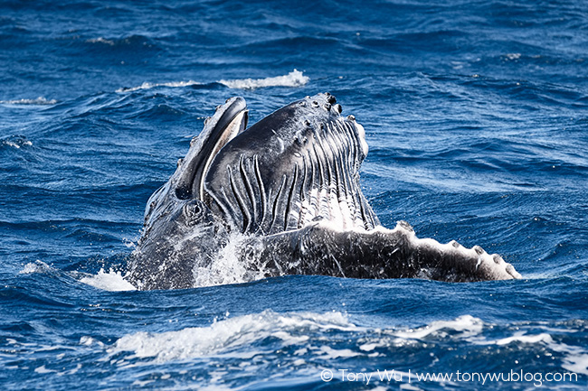 humpback whale calf mouth open