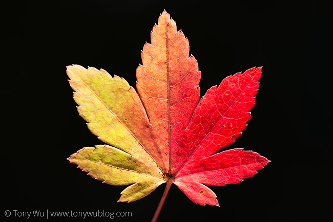 Japanese momiji maple leaf changing colors in autumn