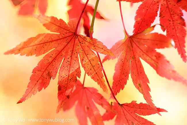 Japanese momiji leaves in autumn