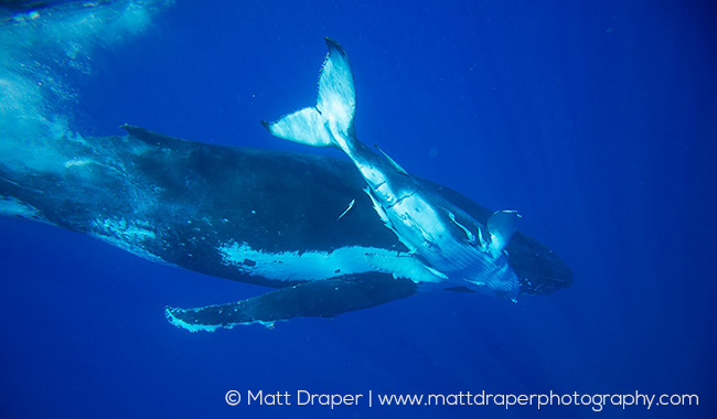 8 Calves for Humpback Whale Super Mommy
