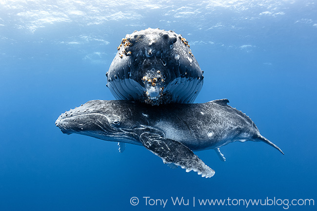 humpback whale female and calf