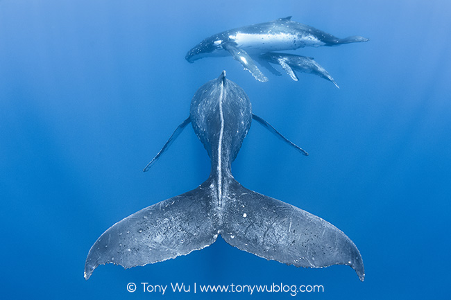 humpback whale escort, female, calf