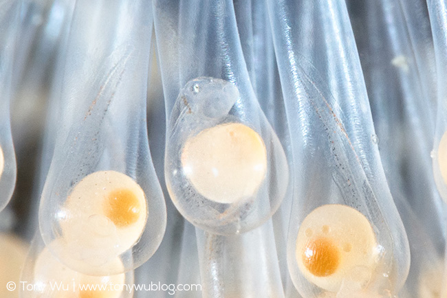 Hairchin Goby (Sagamia geneionema) Embryo