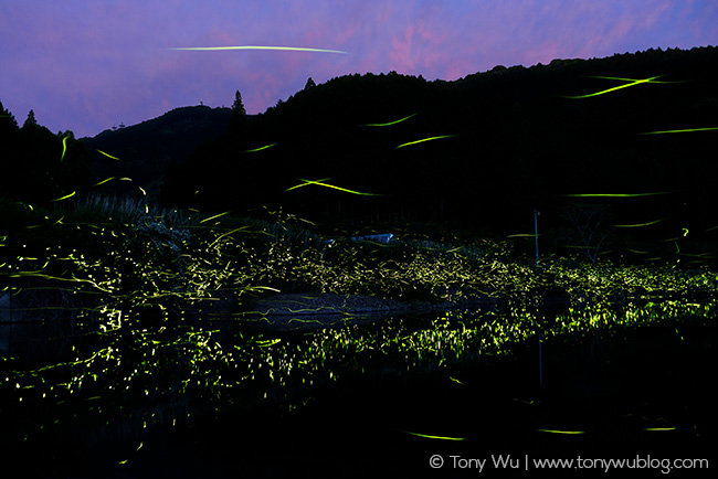Luciola cruciata fireflies, Japan