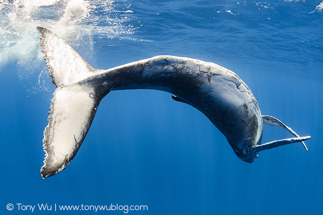 humpback whale calf playing