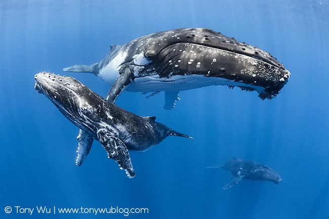 humpback whale female, calf, escort