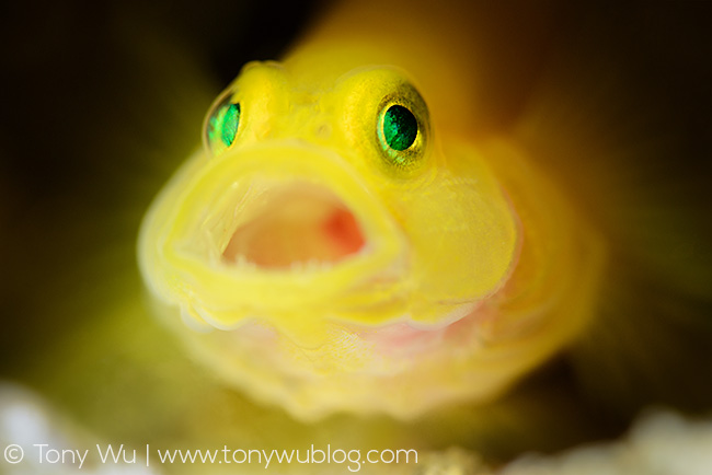 yellow pygmy goby