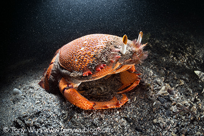 Ranina ranina red frog spanner crab