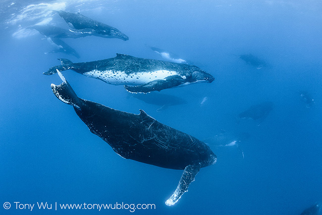 13 humpback whales