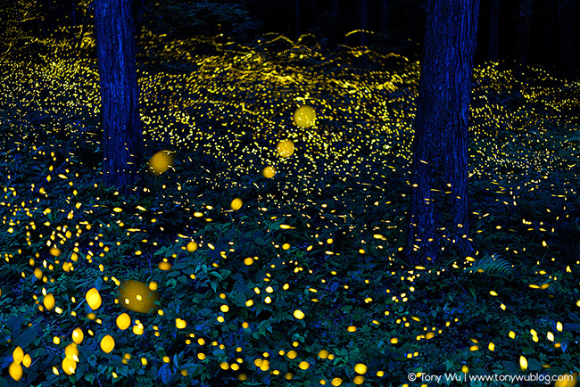 Luciola parvula Himebotaru fireflies