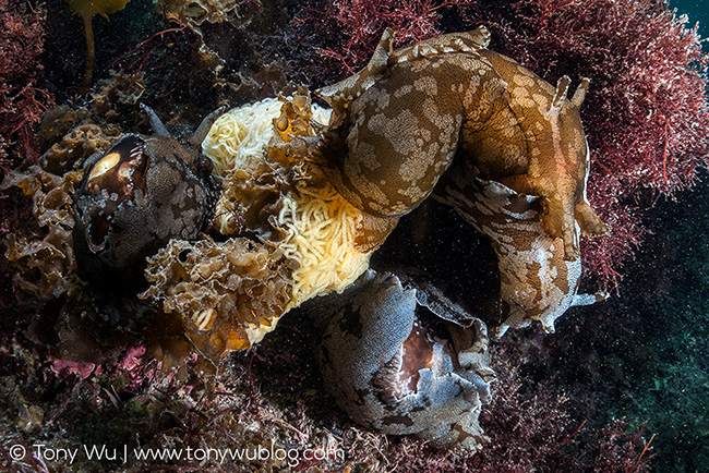 Sea hares (Aplysia sp.) laying eggs