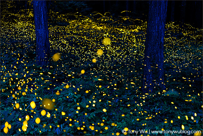 Luciola parvula fireflies