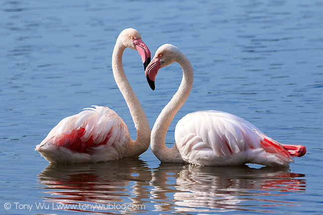 Greater flamingos art print
