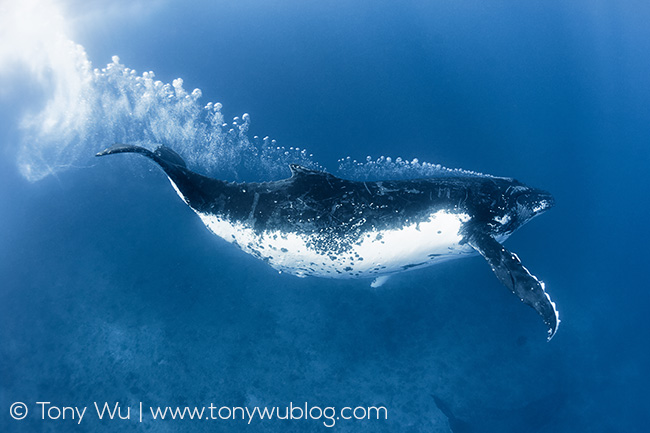 bubble blowing humpback whale