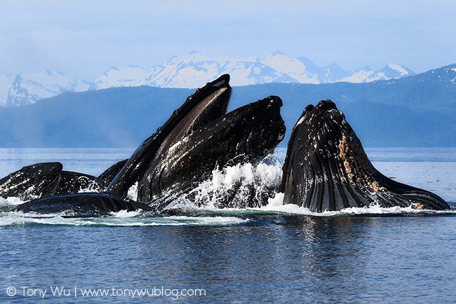 Humpback whales, bubble-net feeding