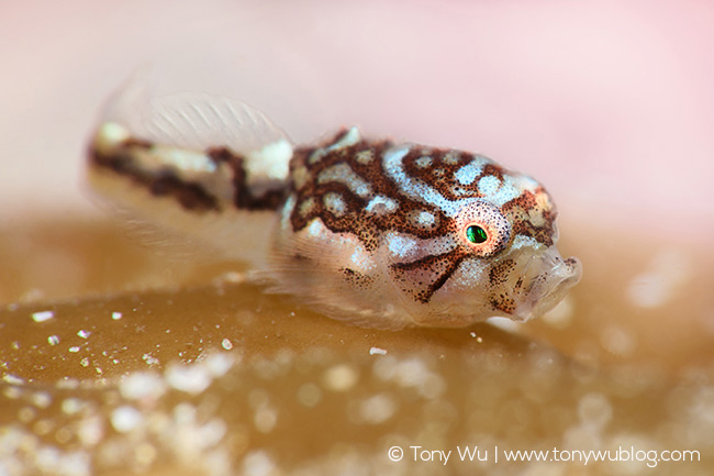 Aptocyclus Ventricosus Juvenile Smooth Lumpsucker