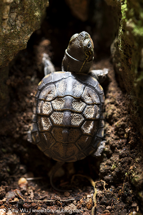 Mauremys reevesii pond turtle