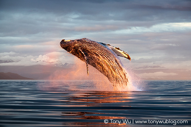 humpback whale breaching at night