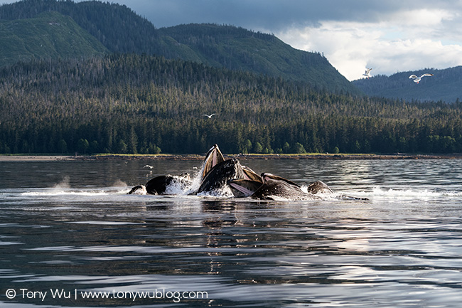 humpback whales bubble-net feeding, alaska