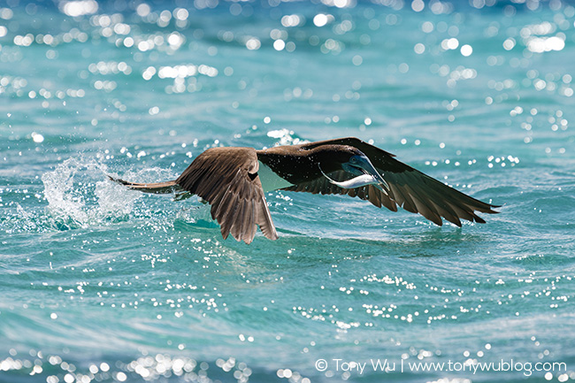 Brown booby (Sula leucogaster) catching a sardine