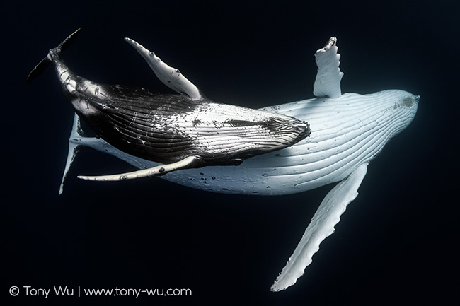 Intimate portrait of humpback whale mother and female calf