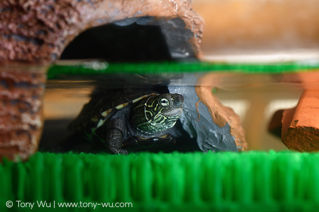 Mauremys reevesii pond turtle in terrarium
