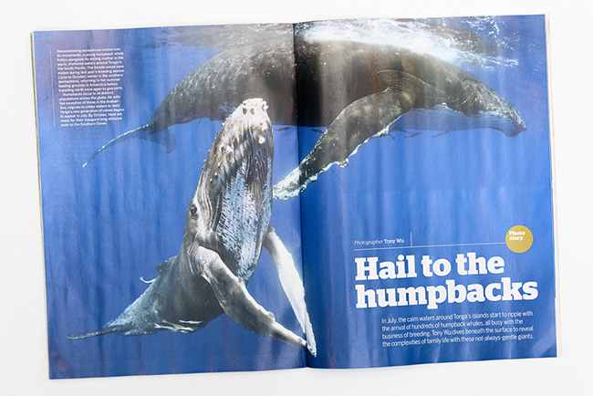 humpback whales BBC Wildlife magazine