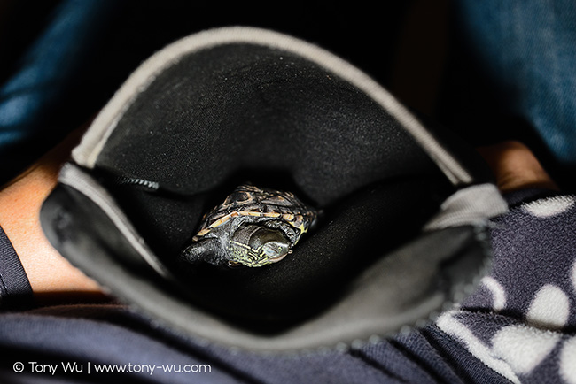 Oogway the Mauremys reevesii pond turtle
